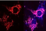 Publication de la recherche des Drs Nethisinghe et Giunti